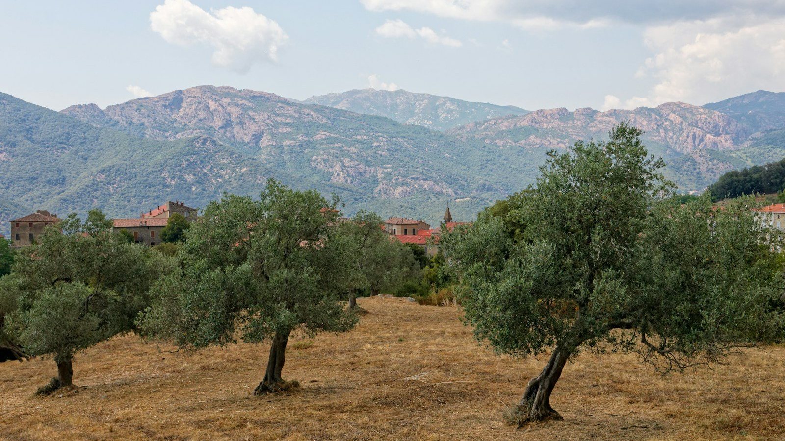 Olivos sobre hierba seca de verano con montañas al fondo en un paisaje mediterráneo