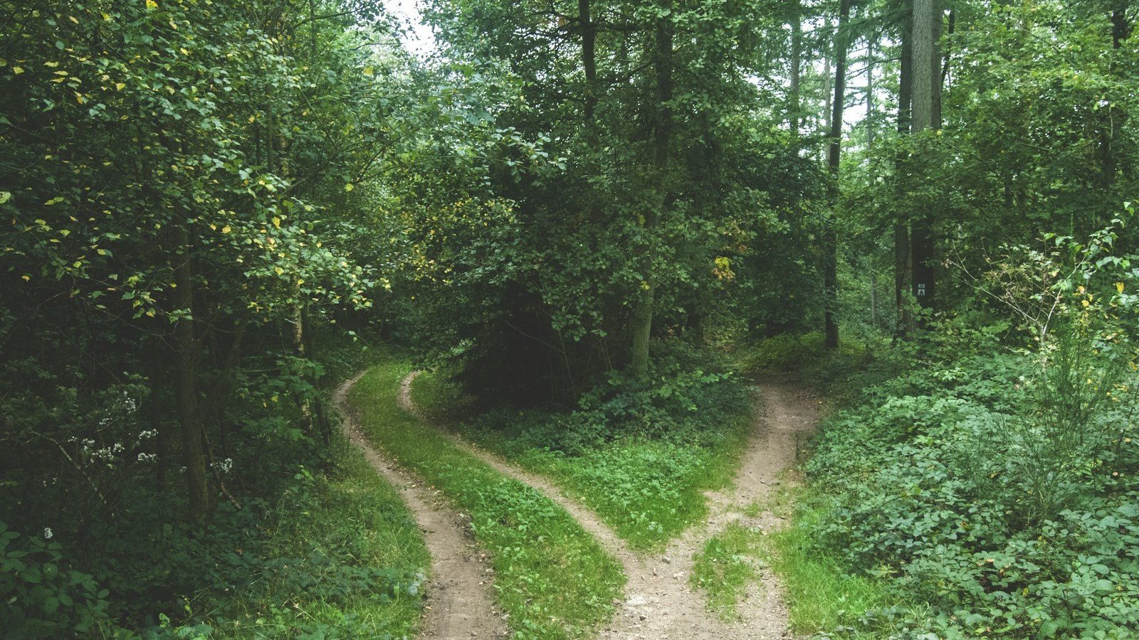 Camino de tierra que se divide en dos senderos dentro de un bosque verde